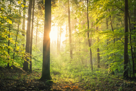 Picture no: 11997331 Sonne im Wald Created by: luxpediation