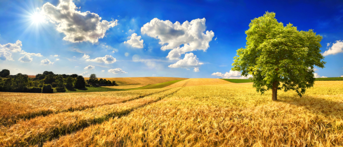 Picture no: 12107731 Goldenes weites Feld an einem schönen Tag Created by: Smileus