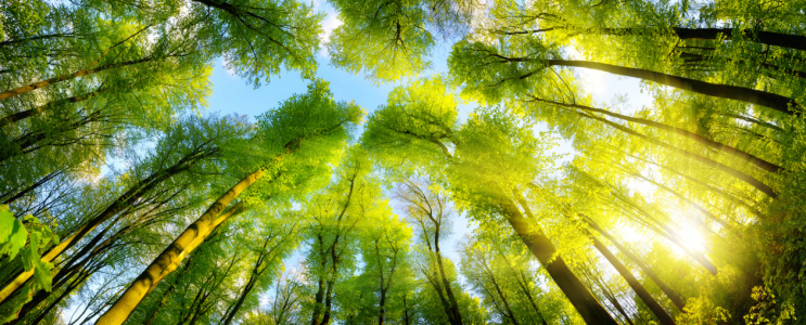 Picture no: 12107741 Grüne Baumkronen im warmen Sonnenschein  Created by: Smileus