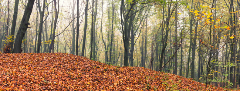 Picture no: 12127045 Herbstlicher Wald im Panorama Created by: luxpediation