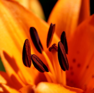 Picture no: 12127970 Lilienfeuer Created by: MoNoir