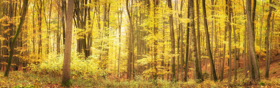 Picture no: 12289689 Herbstlicher Laubwald im Licht Created by: luxpediation