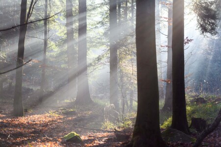 Picture no: 12373716 Morgennebel Created by: Thomas Koch