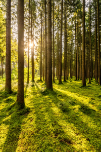 Picture no: 12468269 Morgenstimmung  Created by: Achim Thomae