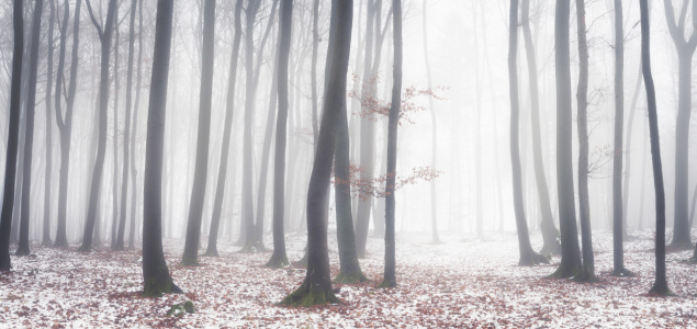 Picture no: 12523866 Zauber des Winterwalds Created by: luxpediation