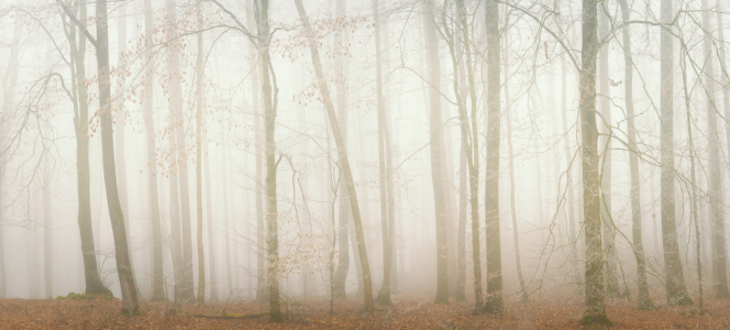 Picture no: 12539771 Wald Strukturen Created by: luxpediation