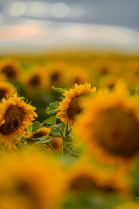 Picture no: 12614226 Ein Meer aus Sonnenblumen Created by: boegau-photography