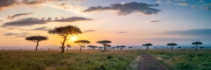 Picture no: 12616586 Masai Mara Panorama bei Sonnenaufgang Created by: eyetronic