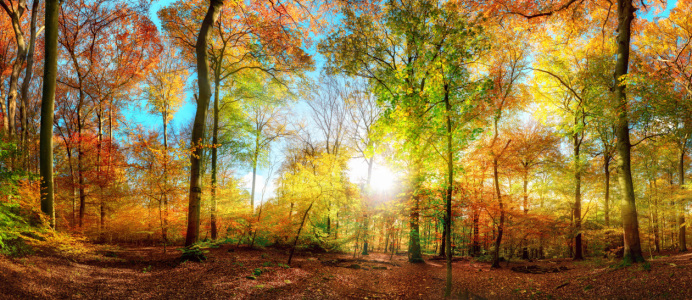 Picture no: 12629770 Buntes Waldpanorama im Herbst Created by: Smileus