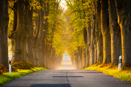 Picture no: 12650785 Allee aus Linden im Herbst Created by: Martin Martin Wasilewski