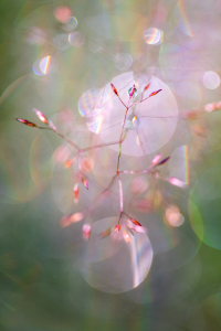 Picture no: 12712081 Tanzende Gräser im Morgentau Created by: Daniela Beyer