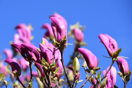 Picture no: 12714838 Magnolien Created by: GUGIGEI