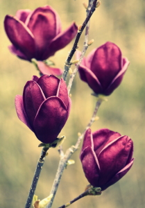 Picture no: 12718862 Magnolien Created by: GUGIGEI