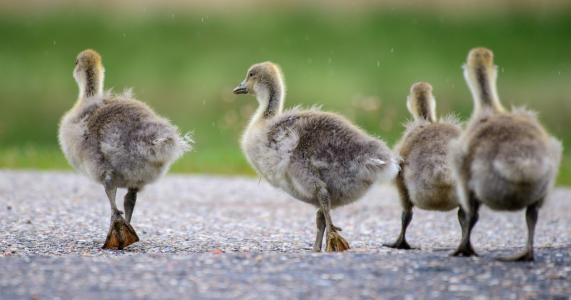 Picture no: 12724482 Gänsemarsch Created by: Fotofilter