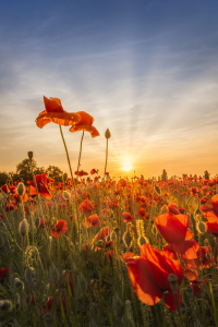 Picture no: 12734751 Mohnblumen im Sonnenuntergang Created by: Melanie Viola