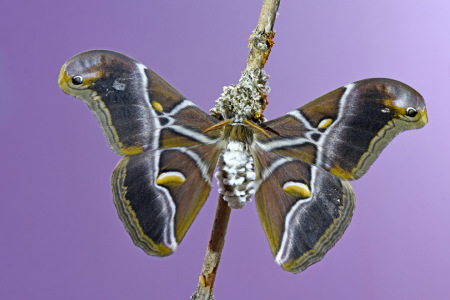 Picture no: 12761120 Götterbaumspinner Created by: GUGIGEI