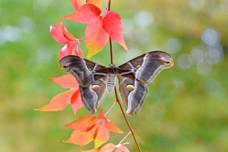 Picture no: 12762513 Götterbaumspinner Created by: GUGIGEI