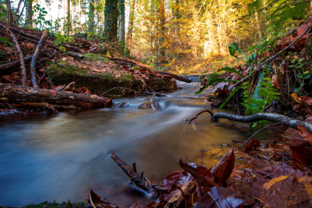 Picture no: 12771416 Bachlauf am Wiehengebirge Created by: Tanja Riedel
