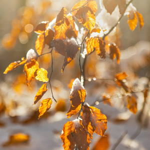 Picture no: 12783380 Blattgold  mit Schneehütchen Created by: Ursula Reins