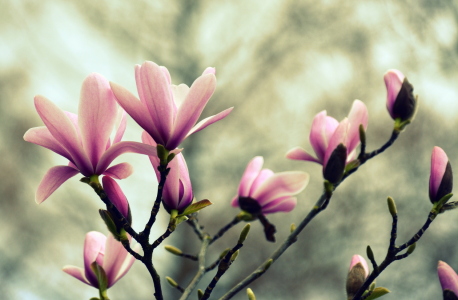 Picture no: 12812245 Magnolien Created by: GUGIGEI