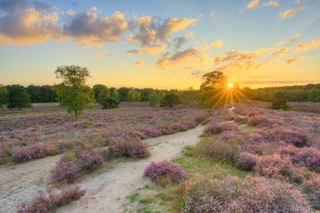 Picture no: 12815473 In der Westruper Heide bei Sonnenuntergang Created by: Michael Valjak
