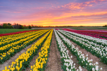 Picture no: 12817563 Tulpenfeld bei Sonnenaufgang Created by: Michael Valjak