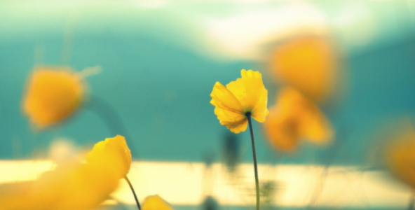 Picture no: 12835302 Mohn-Art Created by: GUGIGEI