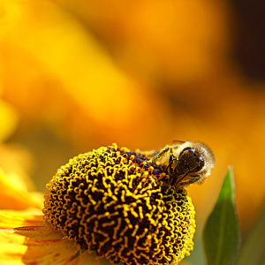 Picture no: 12837527 Honey Created by: youhaveadream