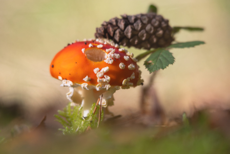 Picture no: 12851058 Die fast perfekte Schönheit Created by: Tanja Riedel