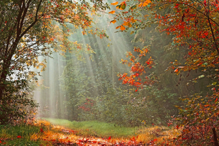 Picture no: 12851611 Herstwald Created by: Ostfriese