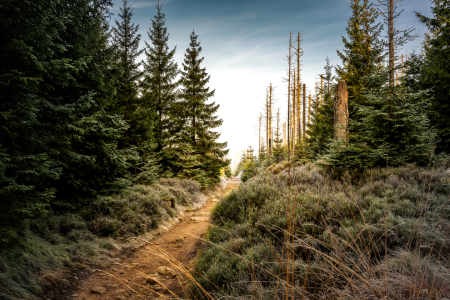 Picture no: 12852915 Der Weg zum Achtermann  Created by: Steffen Henze