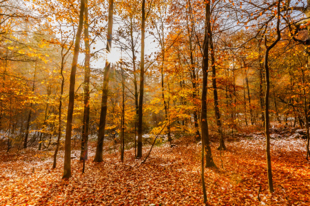 Picture no: 12854155 Leuchtender Herbstwald Created by: Ursula Reins