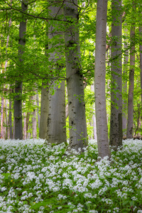 Picture no: 12857906 Buchen im Bärlauchteppich Created by: Daniela Beyer