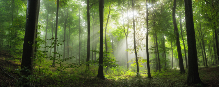 Picture no: 12859308 Bezaubernde Sonnenstrahlen im grünen nebligen Wald Created by: Smileus