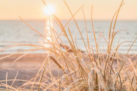 Picture no: 12876330 Glitzernder Strandhafer im Morgenlicht Created by: Ursula Reins