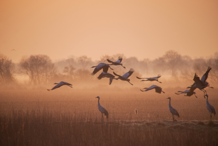 Picture no: 12883583 Zauberhafter Sonnenaufgang im Nebel Created by: Tanja Riedel