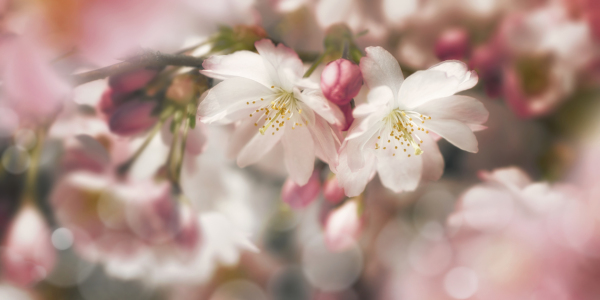 Picture no: 12883660 Rosa Kirschblüten mit Bokeh im Frühling Created by: Smileus