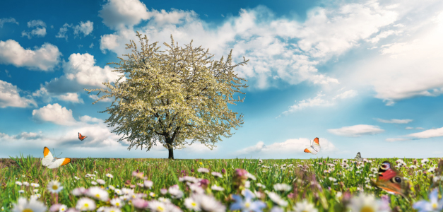 Picture no: 12883819 Wiese mit Baum und Frühlingsblumen Created by: Smileus