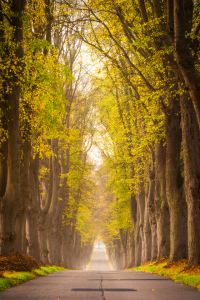 Picture no: 12886021 Allee Straße im Herbst Created by: Martin Martin Wasilewski
