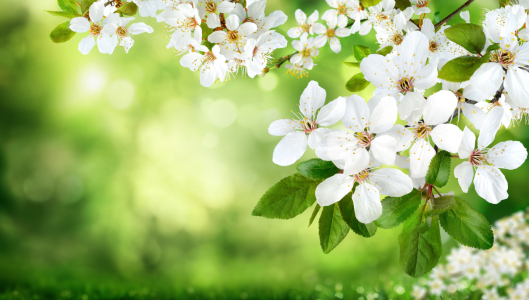 Picture no: 12886924 Weiße Blüten auf Natur Hintergrund Created by: Smileus