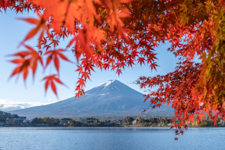Picture no: 12889853 Rotes Herbstlaub am Kawaguchi-See mit Berg Fuji Created by: eyetronic
