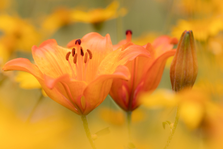 Picture no: 12893354 Feuer-Lilie Created by: Daniela Beyer