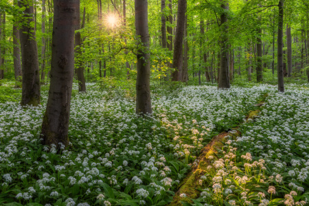 Picture no: 12894172 Abendlicht im Bärlauchwald Created by: Daniela Beyer