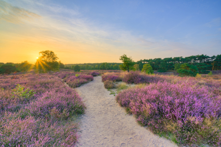 Picture no: 12905064 Abend in der blühenden Heide Created by: Michael Valjak