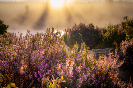 Picture no: 12905717 Blühende Heide im Harz  Created by: Steffen Henze