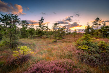 Picture no: 12907106 Das Moor bei Oderbrück im Harz  Created by: Steffen Henze
