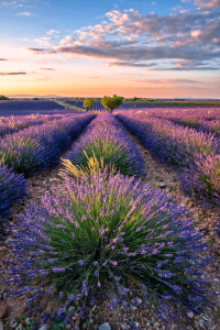 Picture no: 12910049 Lavendelblüte Provence Created by: Achim Thomae