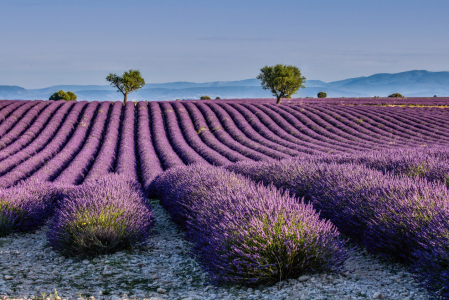 Picture no: 12910054 Lavendelblüte in der Provence Created by: Achim Thomae