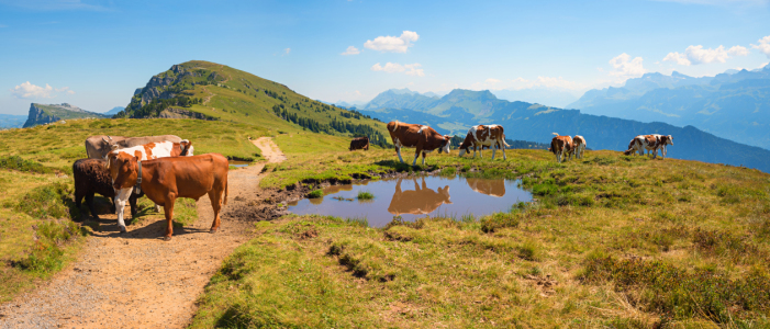 Picture no: 12910806 Kuhherde am Teich Berner Oberland Niederhorn Created by: SusaZoom