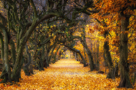 Picture no: 12911253 Weg zwischen Licht und Dunkel Created by: Daniela Beyer